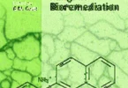 Fungi in Bioremediation: Bioremediation of Polycyclic Aromatic Hydrocarbons by Ligninolytic and Non-Ligninolytic Fungi