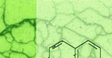 Fungi in Bioremediation: Bioremediation of Polycyclic Aromatic Hydrocarbons by Ligninolytic and Non-Ligninolytic Fungi
