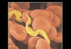Human Parasitology, 3rd Edition