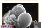 Medical Microbiology For Health Professionals 4th Edition - Judy Gnarpe