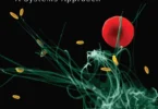 Microbiology A Systems Approach (6th Edition, 2021) by Marjorie Kelly Cowan