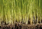 Soil Microbiology, Ecology and Biochemistry, 3rd Edition