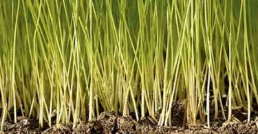 Soil Microbiology, Ecology and Biochemistry, 3rd Edition