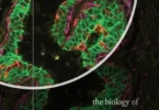 The Biology of Cancer, 2nd Edition