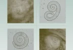 Dictionary of Parasitology - Peter J. Gosling