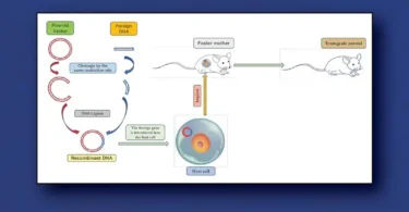 Handbook of Molecular Biotechnology