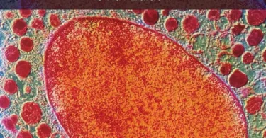 Immunology An Illustrated Outline 6th Edition