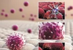 Immunology - Ramesh