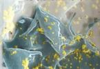 Microbiology: A Systems Approach - M. Kelly Cowan