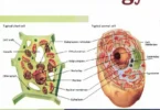 Principles of Microbiology - M. S. Bhatia