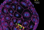 Developmental Biology, 13th Edition